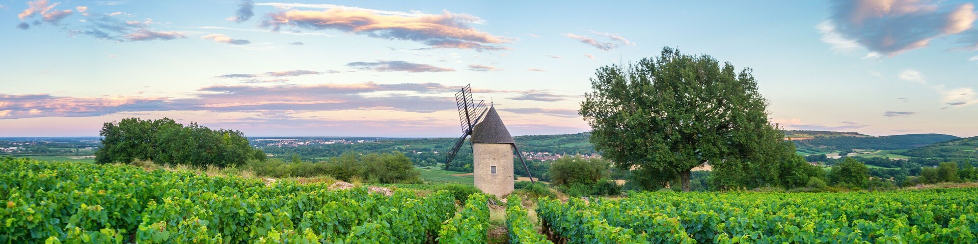 Panorama of Vineyard with Windmill - Santenay, France