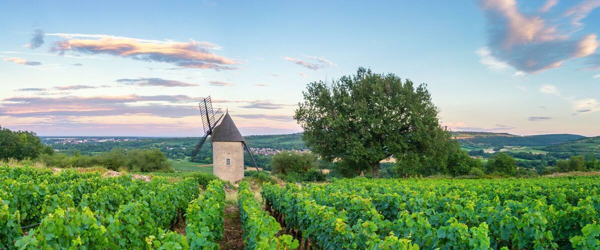 A vineyard with rows of grapevines, a stone tower, and a large tree.
