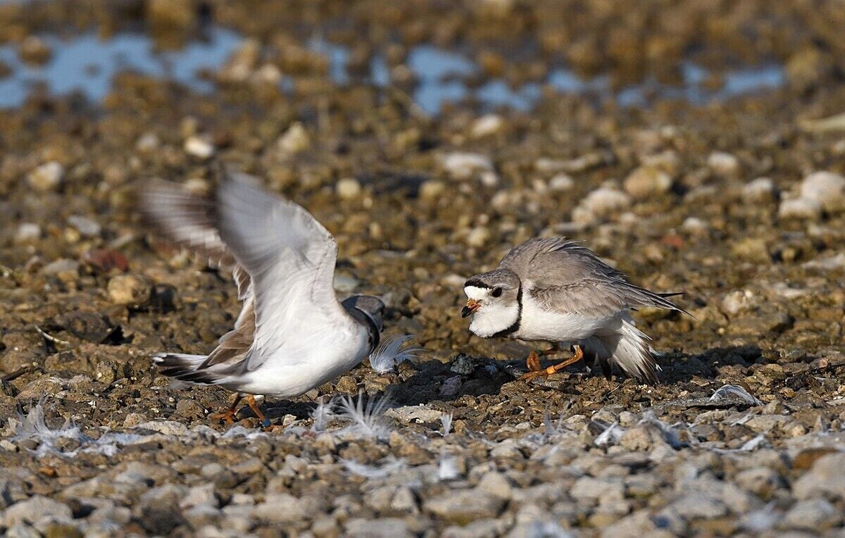 A full frame shot of a pair of nesting piping plovers that is ultra rare. These birds started nesting again 4 years ago in Illinois after a long hiatus. They picked the same place they historically nested at the turn of the century. This pair picked a location that has never been used before so I had the rare chance to photograph them while nesting. I am not sure where they were banded but I will find out.