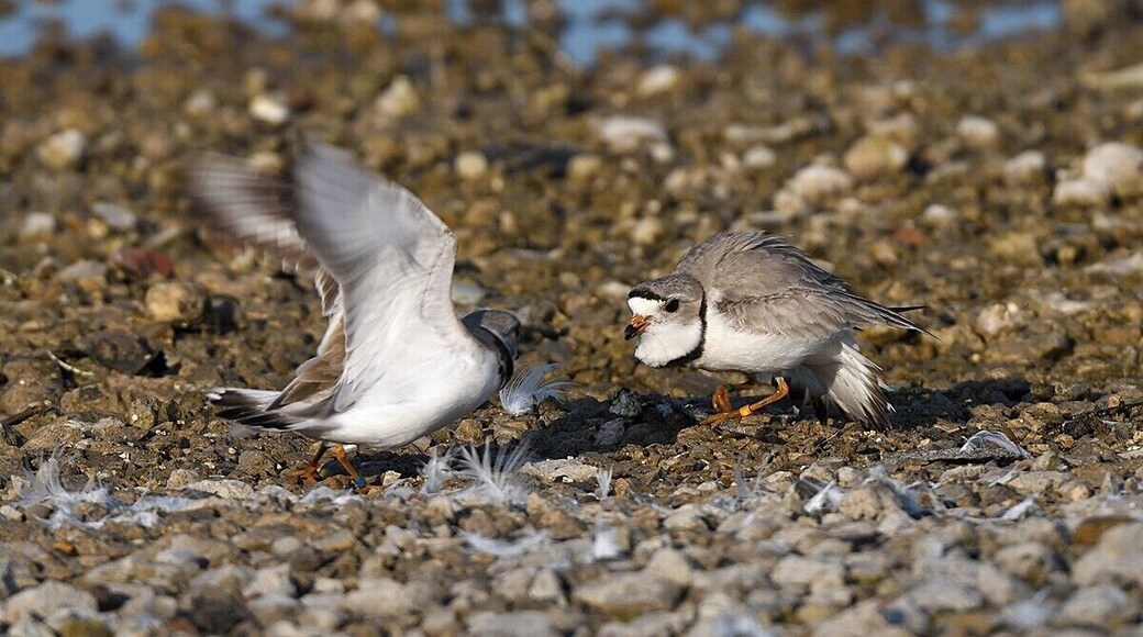 A full frame shot of a pair of nesting piping plovers that is ultra rare. These birds started nesting again 4 years ago in Illinois after a long hiatus. They picked the same place they historically nested at the turn of the century. This pair picked a location that has never been used before so I had the rare chance to photograph them while nesting. I am not sure where they were banded but I will find out.