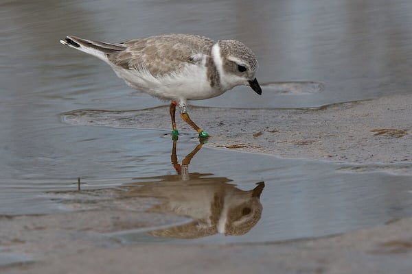 A close up of the piping plover which came to within 5 feet of me. These endangered little birds are doing better but they still have a long way to go before they are out of trouble.