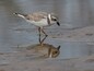 A close up of the piping plover which came to within 5 feet of me. These endangered little birds are doing better but they still have a long way to go before they are out of trouble.