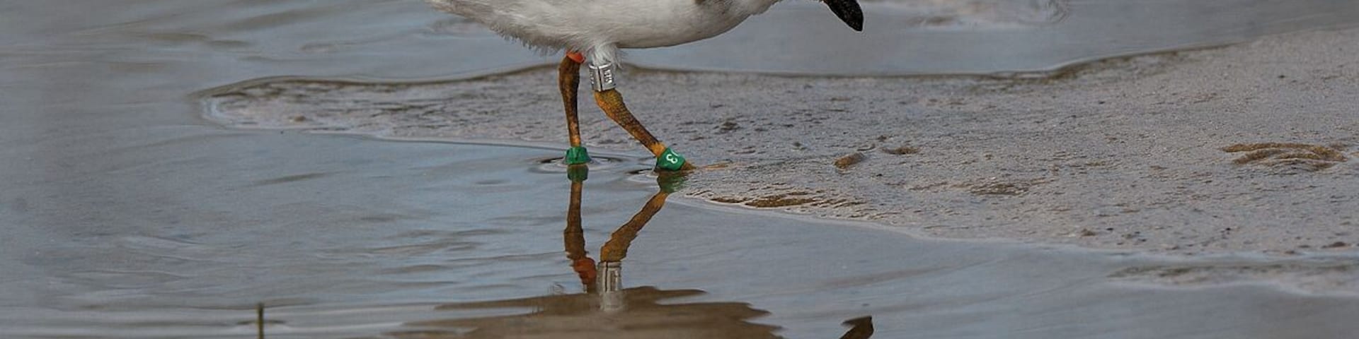 A close up of the piping plover which came to within 5 feet of me. These endangered little birds are doing better but they still have a long way to go before they are out of trouble.