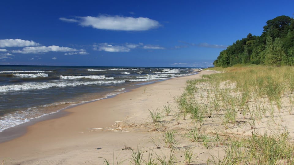 A sandy beach with waves, grassy dunes, and a forested area.