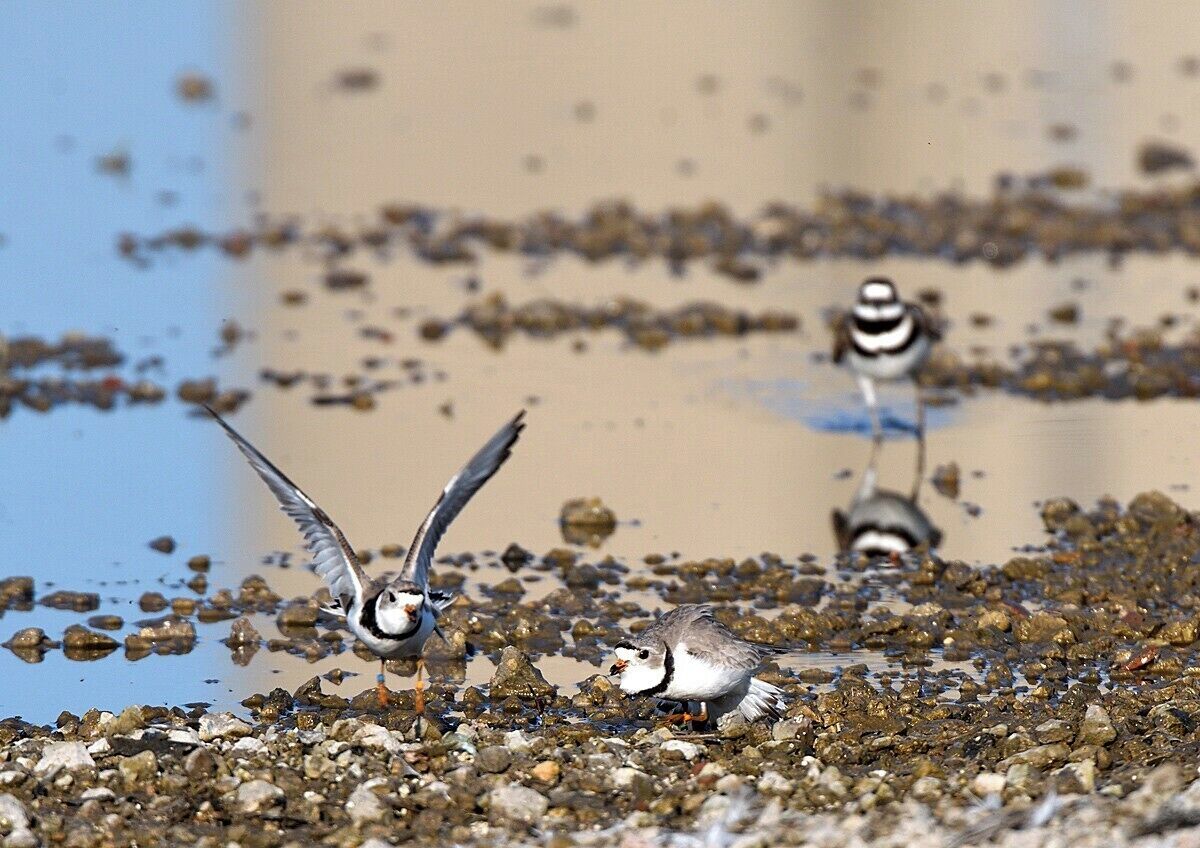 A pair of endangered piping plovers setting up a nest. I was very lucky to see this as the few nesting sites in Illinois are all off limits due to their endangered status. The US Fish and Wildlife Service monitors and protects the nesting sites but this pair decided to nest in a new area that I found over the weekend. What an incredible thrill. 