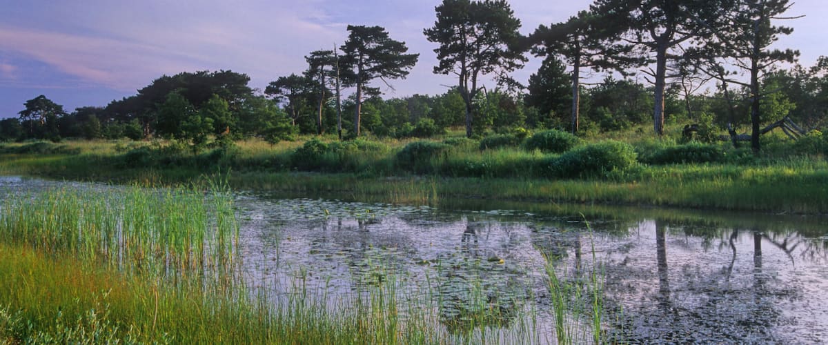 #462-13 The Dead River in Illlinois Beach State Park in summer