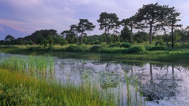 #462-13 The Dead River in Illlinois Beach State Park in summer