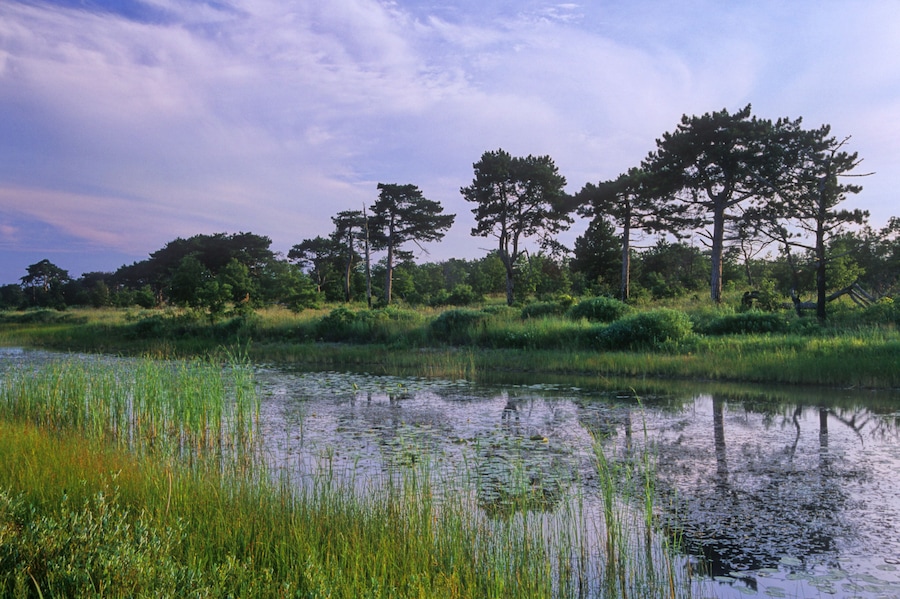 #462-13 The Dead River in Illlinois Beach State Park in summer