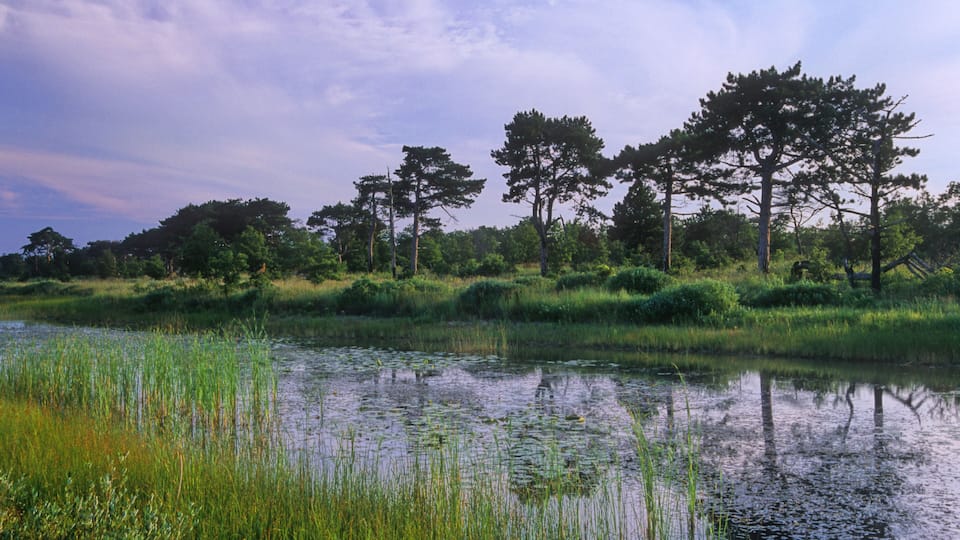 A calm pond surrounded by tall trees and lush greenery.