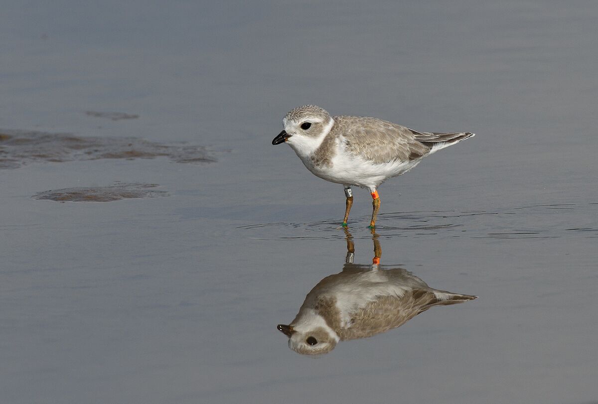 A banded piping plover on the beach at a location that once held many breeding pairs of piping plover's. I later discovered this plover was 7 weeks old and the first one born in 2017 to the Great Lakes Piping Plover population. It was born on June 4th in Manistee Michigan. What an amazing little bird.