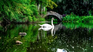 A swan swimming in the swamp river flowing through a city park in New Orleans, Louisiana, USA.