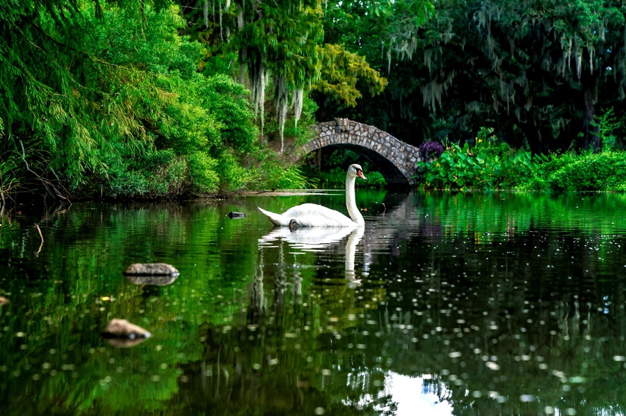 A swan swimming in the swamp river flowing through a city park in New Orleans, Louisiana, USA.
