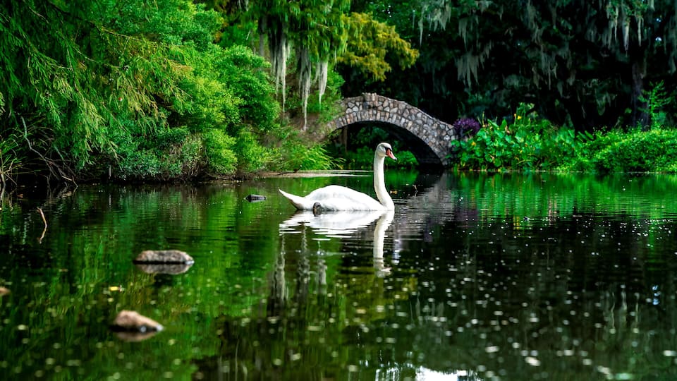 A white swan swimming in a pond with a stone bridge in the background.