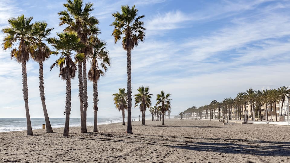 A beach with palm trees and a clear sky.