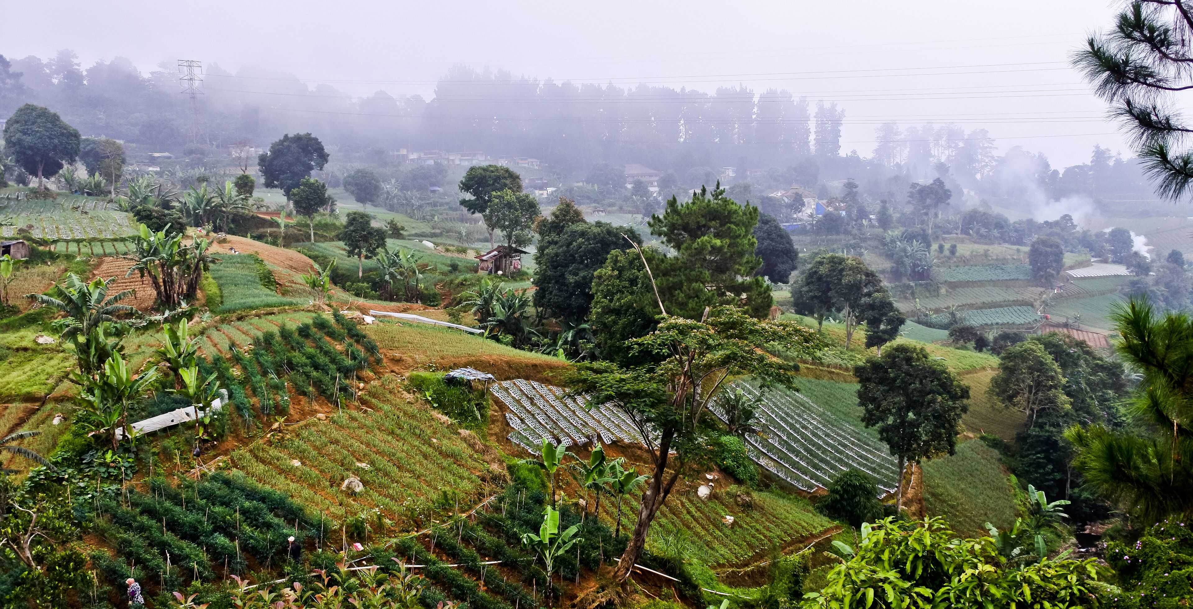 Terraced fields, dense greenery, and a misty landscape.