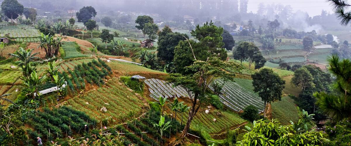 Terraced fields, dense greenery, and a misty landscape.