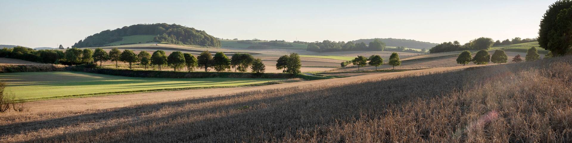 landscape with cornfields and meadows in regional parc de caps et marais d'opale in the north of france