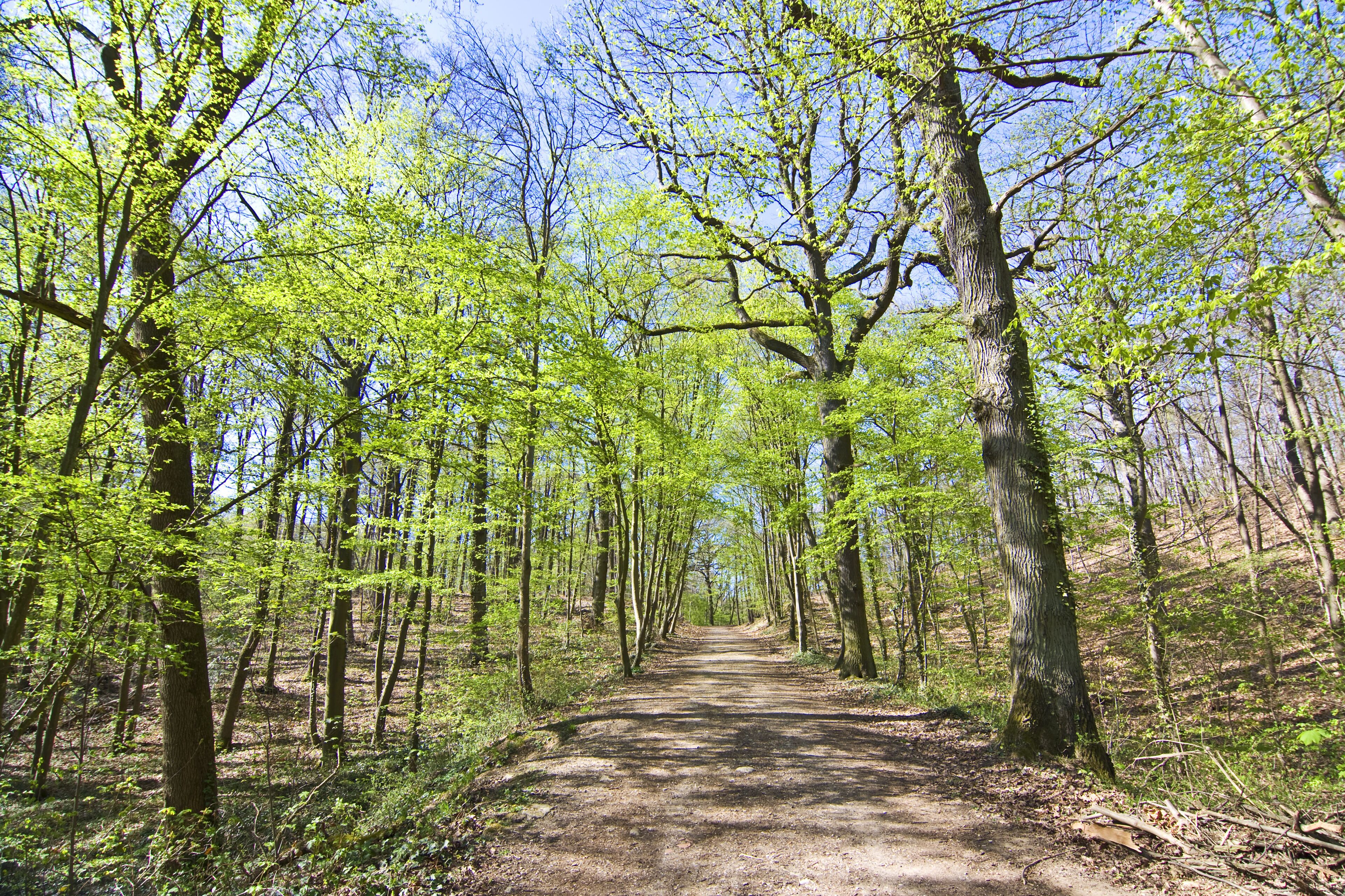 Forêt de Fausses Reposes au printemps