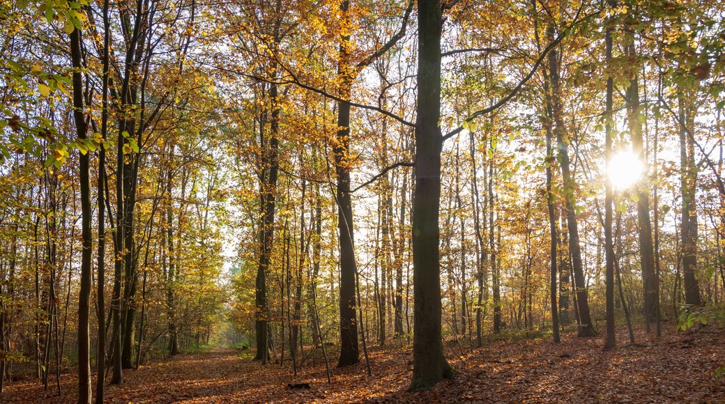 Paysage d'automne, forêt de Meudon, Clamart, France