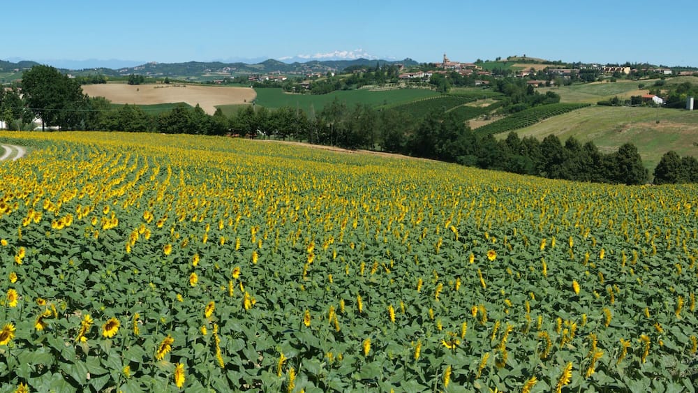 Ein Sonnenblumenfeld, sanfte Hügel und ferne Berge.