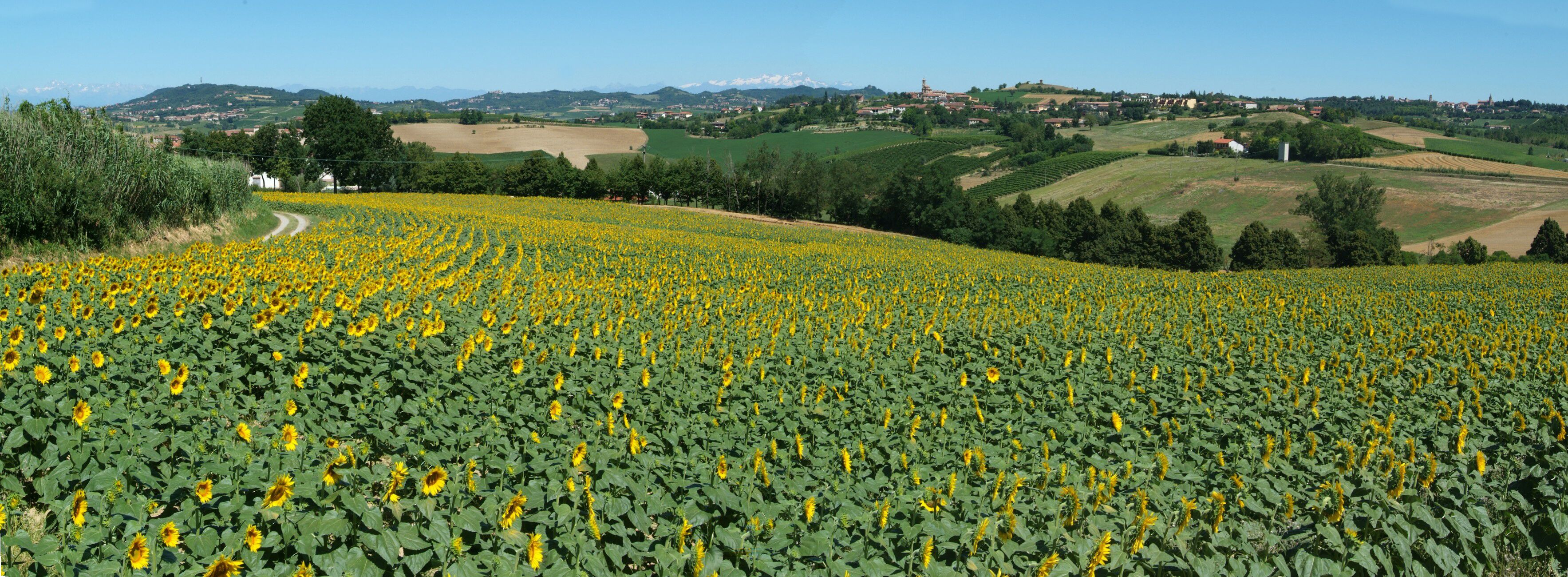 A sunflower field, rolling hills, and distant mountains.