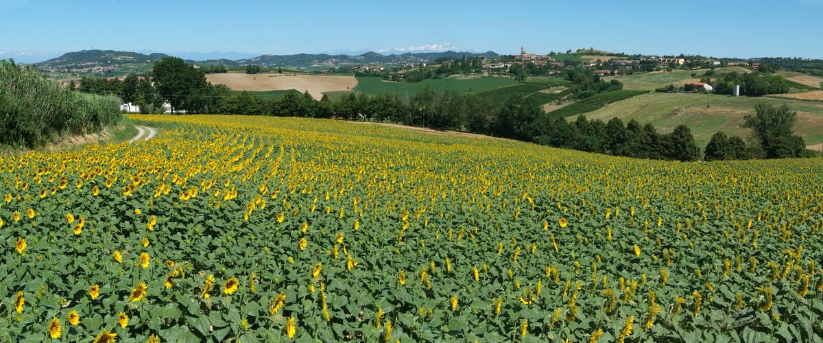 A sunflower field, rolling hills, and distant mountains.