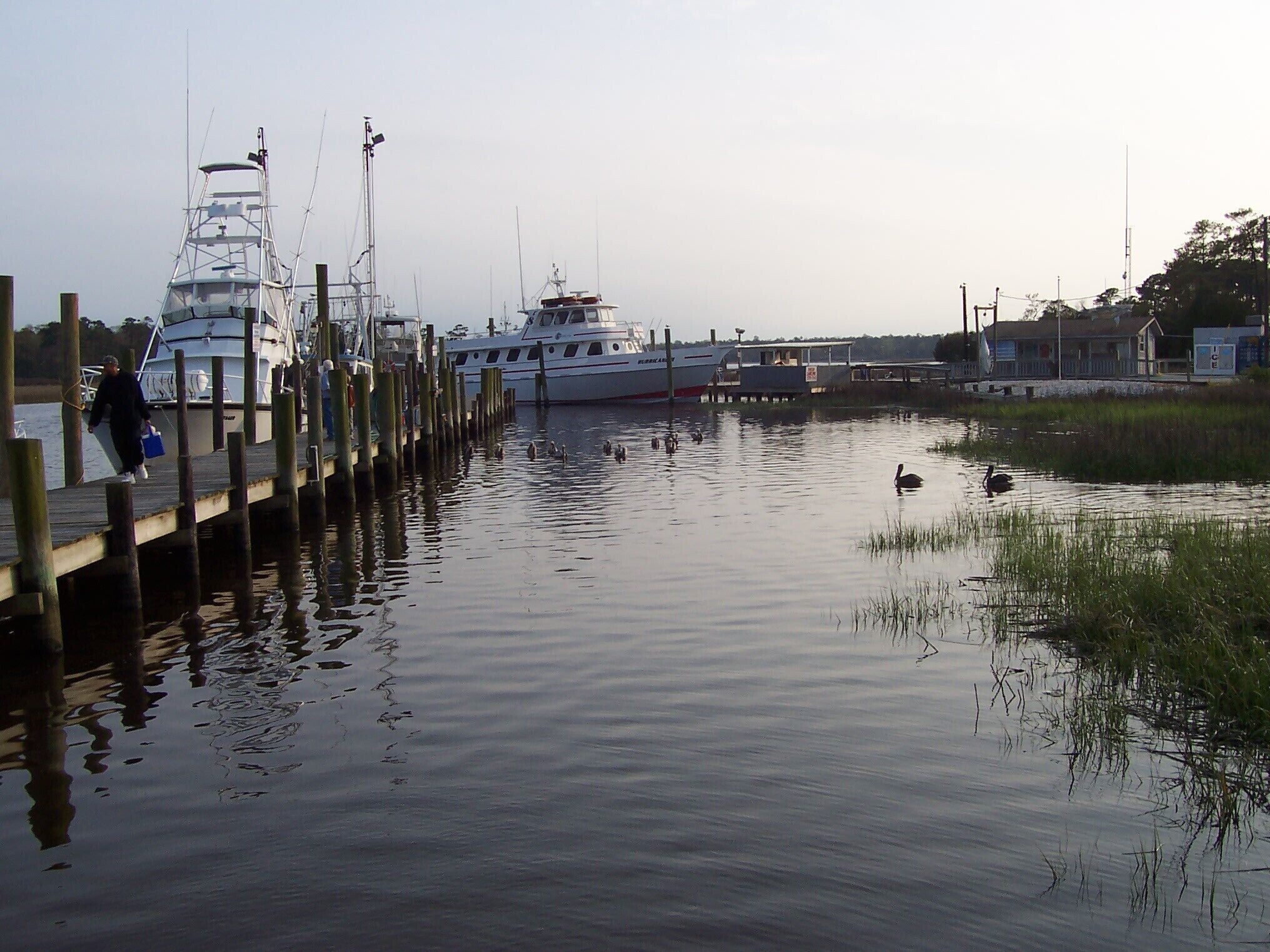 Hungry pelicans waiting on their dinner from the incoming fishing fleet.