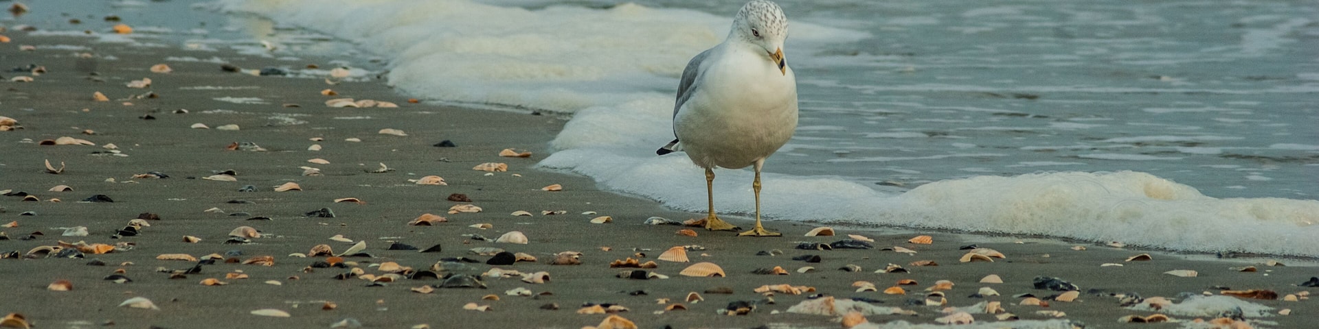 Ring-billed gull