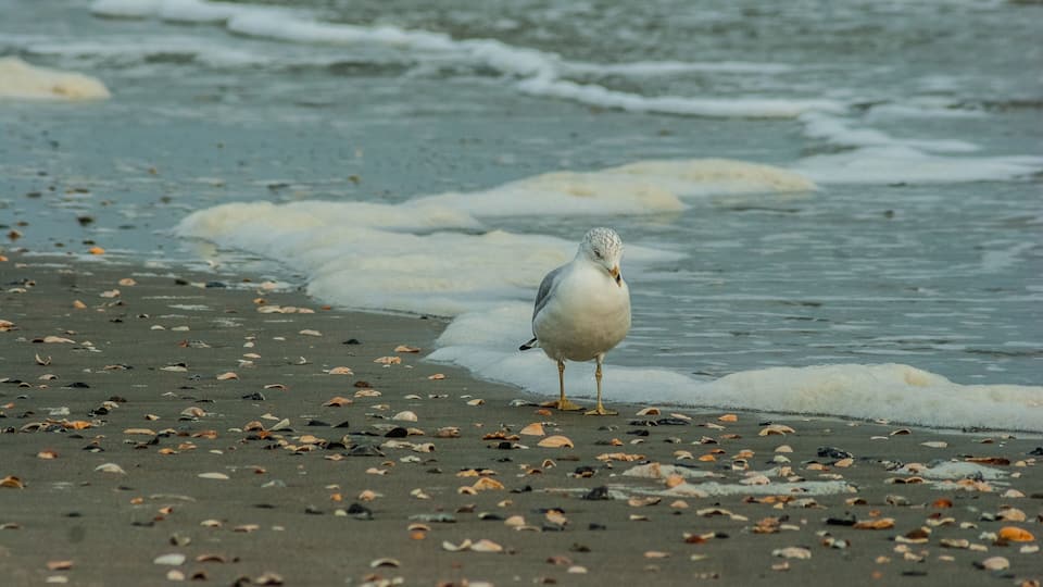 A seagull standing on a beach with scattered seashells and gentle waves in the background.