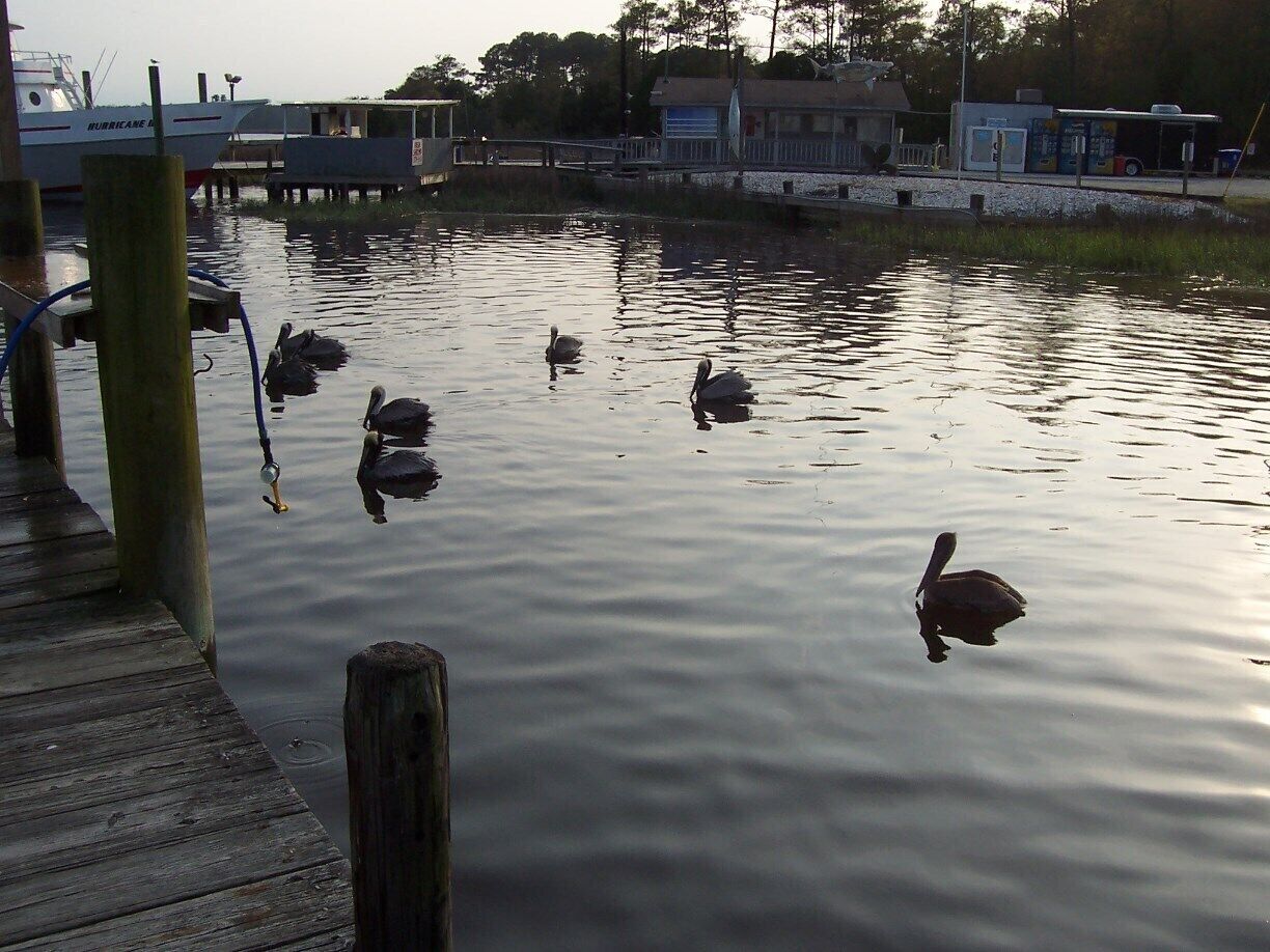Pelicans, along the docks, waiting on the fishing boats to arrive, hoping for a meal. Calabash is a collection of dozens of seafood restaurants, justifying its claim as NC's seafood capital.