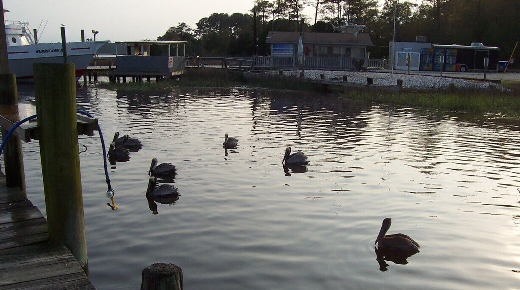 Pelicans, along the docks, waiting on the fishing boats to arrive, hoping for a meal. Calabash is a collection of dozens of seafood restaurants, justifying its claim as NC's seafood capital.