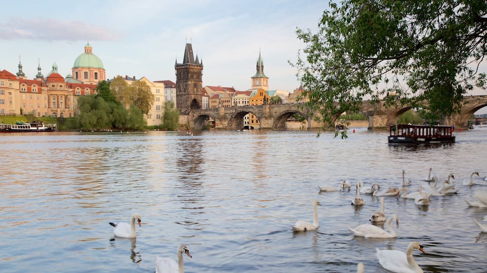 Aus a un riu amb edificis històrics i un pont al fons.