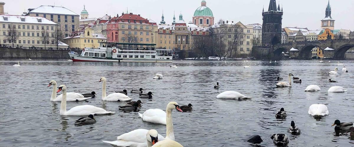 Vltava river (Prague - Czech Republic)
#river #czechrepublic #europe
December 2018 - Iphone 8