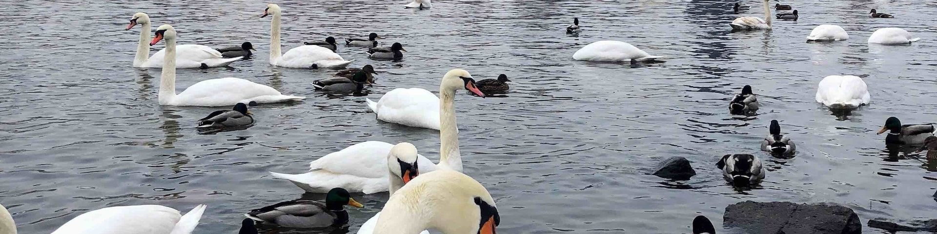 Vltava river (Prague - Czech Republic)
#river #czechrepublic #europe
December 2018 - Iphone 8