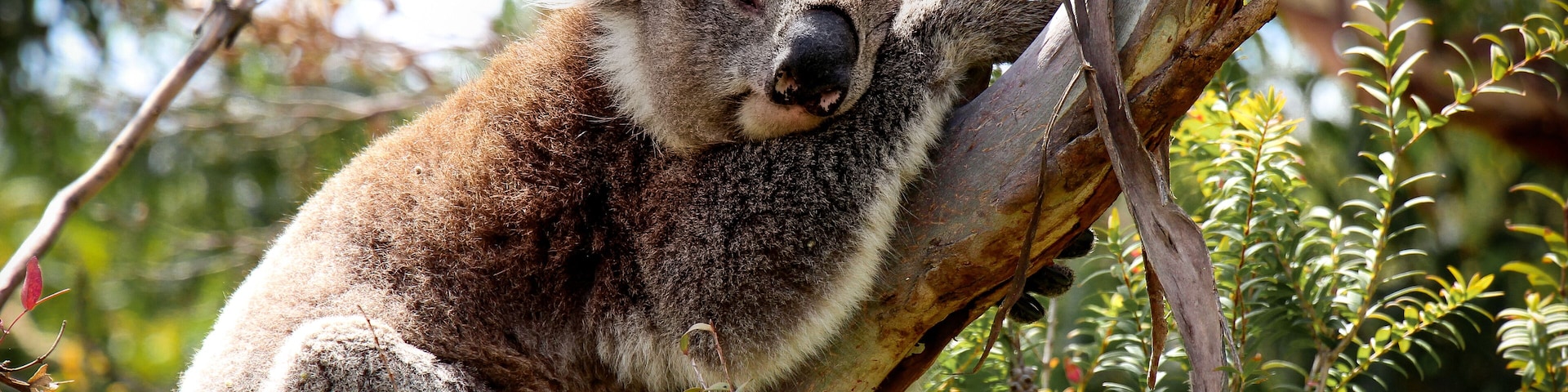 So tragic to hear about the deaths of thousands of Koalas in Australia due to wildfires #wildlife #australia #koalas