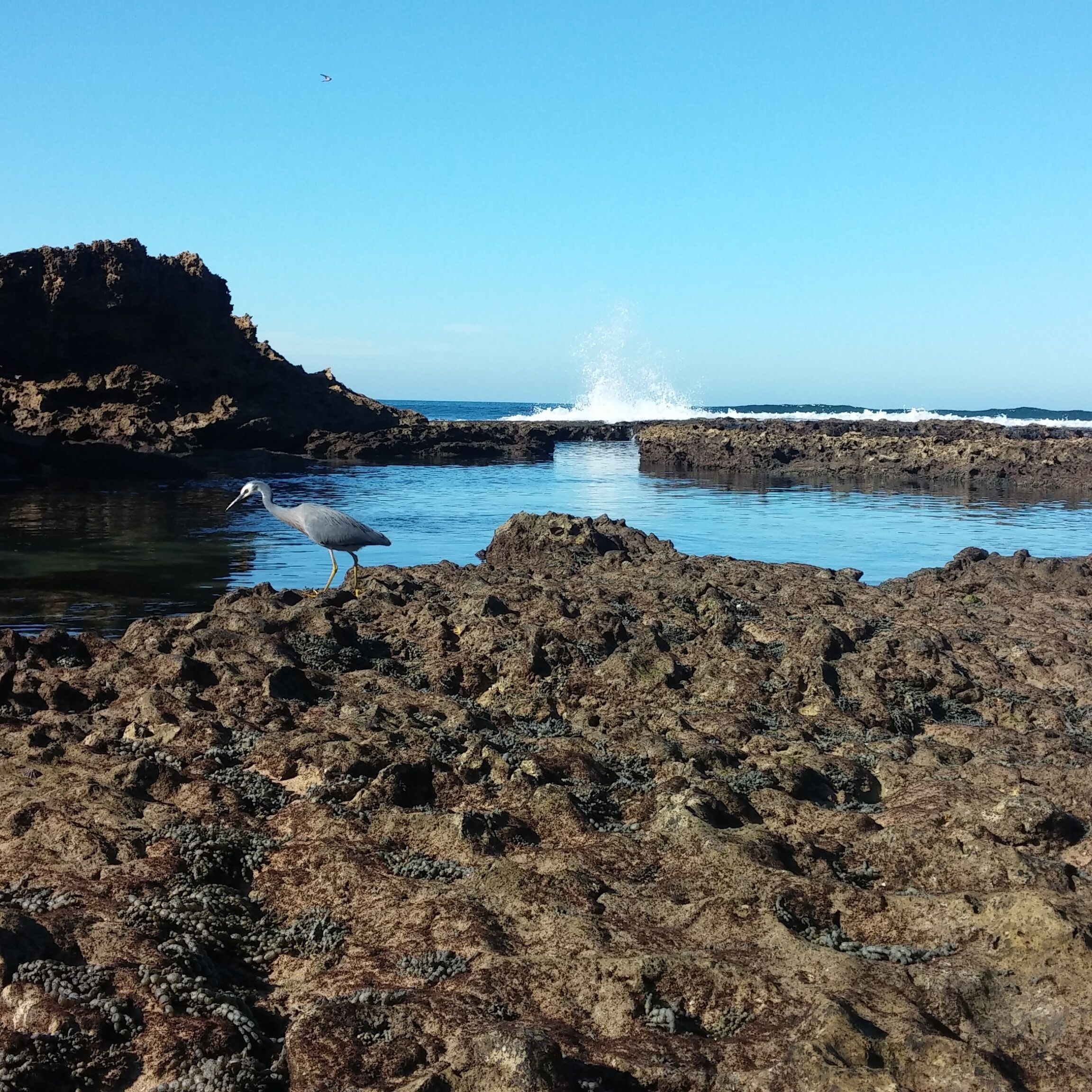 Before the Great Ocean road journey spending an hour on the beach and explore the rocks weathering along the coast.