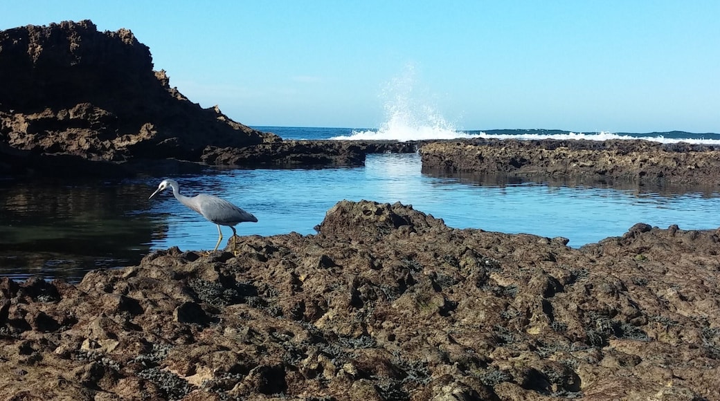 Before the Great Ocean road journey spending an hour on the beach and explore the rocks weathering along the coast.