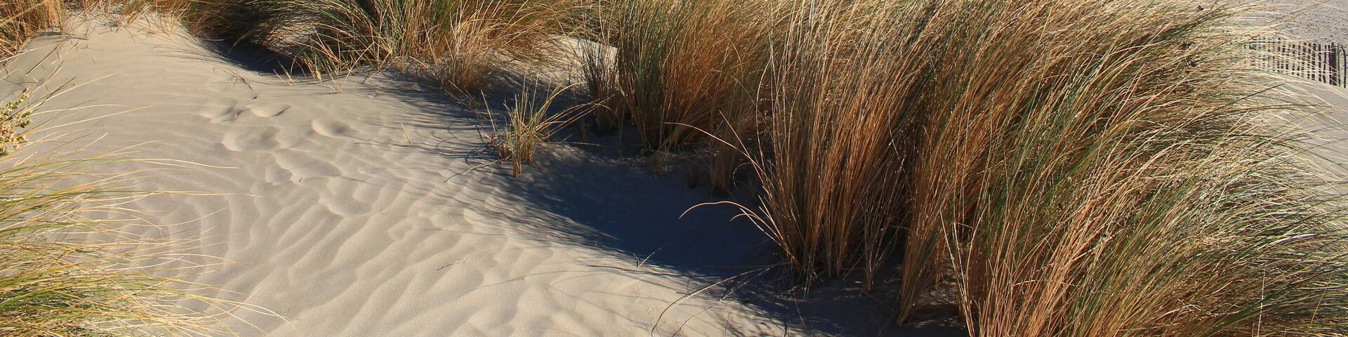 Beautiful sandy beach in Camargue region, in the South of France; Shutterstock ID 760950643; purchase_order: SP-1332 HA Batch 2 August 2018; Order: ; client: HomeAway; other: To be paid with HA budget