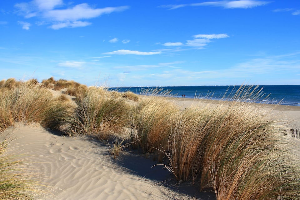 A sandy beach with tall grasses and a clear blue sky.