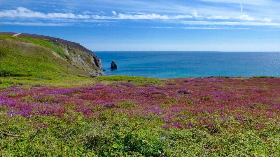 A coastal landscape with purple heather, green hills, and a rocky outcrop in the sea.