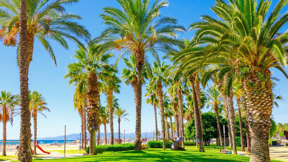 A park with palm trees, a playground, and a beach in the background.