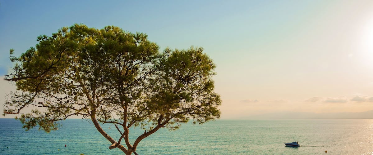 A coastal landscape with a prominent pine tree, rocky terrain, and a boat on the water.