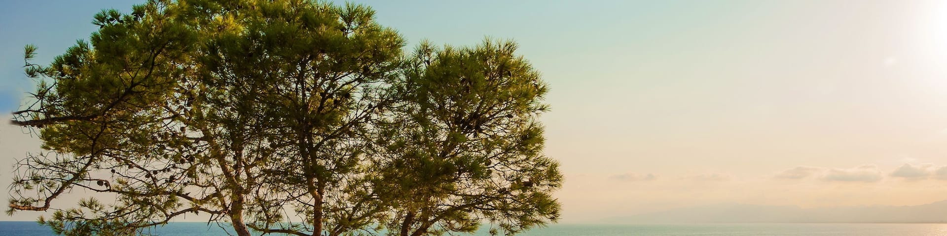 A coastal landscape with a prominent pine tree, rocky terrain, and a boat on the water.