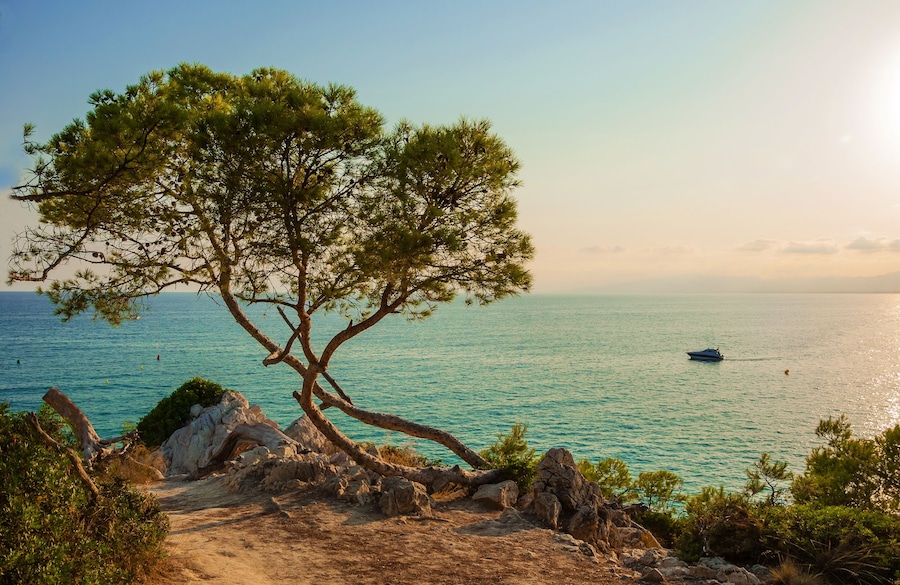 A coastal landscape with a prominent pine tree, rocky terrain, and a boat on the water.