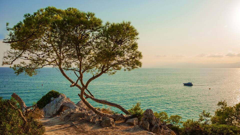 A coastal landscape with a prominent pine tree, rocky terrain, and a boat on the water.
