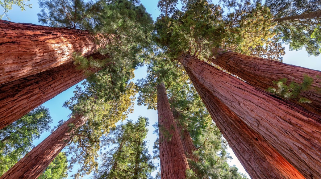Giant sequoia trees closeup in Sequoia National Park, California, USA