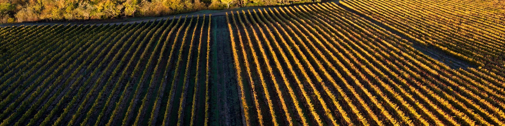 Vineyard rows in the hilly Los Carneros (Carneros) wine region near the Napa–Sonoma county line, California, USA, at golden hour in November 2025.