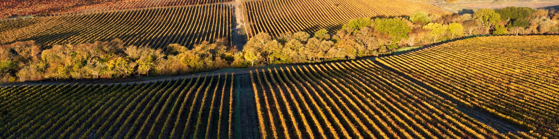 Vineyard rows in the hilly Los Carneros (Carneros) wine region near the Napa–Sonoma county line, California, USA, at golden hour in November 2025.