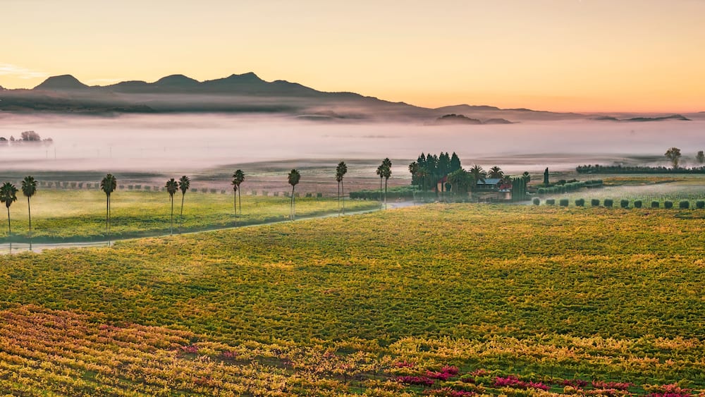 Aerial view of vineyards at sunrise with fog, Rutherford AVA, Napa Valley, California, USA