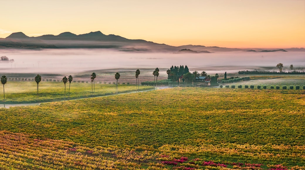 Aerial view of vineyards at sunrise with fog, Rutherford AVA, Napa Valley, California, USA